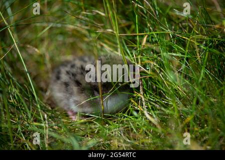 bébé mouette poussette se cachant parmi l'herbe verte Banque D'Images