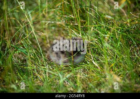 bébé mouette poussette se cachant parmi l'herbe verte Banque D'Images