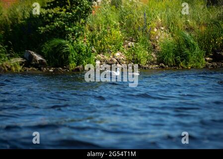 Mère mouette avec son bébé nage dans l'eau bleue près du rivage avec de l'herbe verte. Banque D'Images