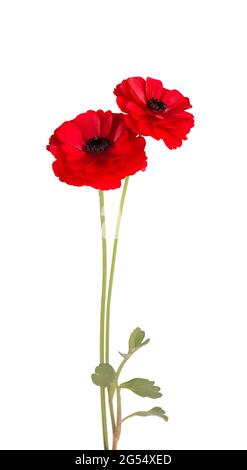 Fleur rouge ranunculus asiaticus isolée sur fond blanc. Coupe de beurre perse. Belles fleurs d'été. Banque D'Images