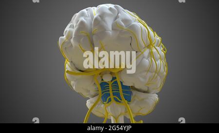 Brain Pons Anatomy for Medical concept 3D Illustration Banque D'Images