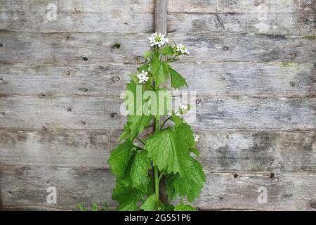 Alliaria petiolata plante d'herbes et d'épices de printemps avec une fleur blanche de printemps qui est communément connue sous le nom de moutarde à l'ail, stock photo ima Banque D'Images