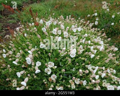Silene uniflora autrement connu sous le nom de mer campion une plante de fleurs sauvages d'été de printemps avec une fleur d'été rose blanc communément trouvé sur les falaises côtières i Banque D'Images