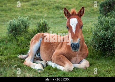 Belle jeune poney sauvage de landes à Bodmin Moor en Cornouailles. Banque D'Images