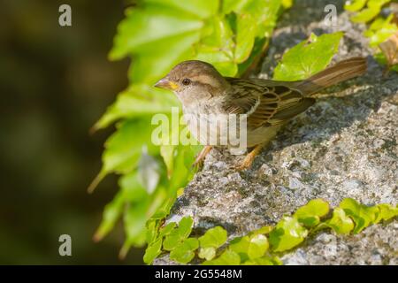 Une jeune maison d'éparpillées (Passer domesticus) sur un rocher ensoleillé entouré de feuilles de lierre à Tivoli Pond dans le parc Tivoli, Ljubljana, la capitale de la Slovénie Banque D'Images