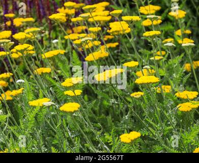 Les fleurs jaunes d'Achillea 'Coronation Gold', Angleterre, Royaume-Uni Banque D'Images