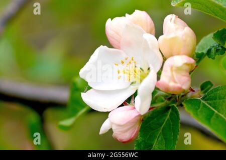 Crabe fleur de pomme (malus sylvestris), gros plan d'une fleur et de plusieurs bourgeons sur la branche d'un arbre. Banque D'Images