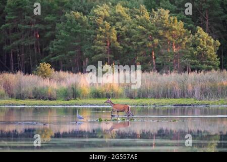 Cerf rouge (Cervus elaphus) femelle / arrière et héron gris (Ardea cinerea) dans les eaux peu profondes de l'étang au bord de la forêt à la fin de l'été Banque D'Images