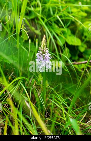 Vue sur le parc national de South Downs près de Ditchling Beacon - Orchid à pois - Dactylorhiza fuchsii Banque D'Images