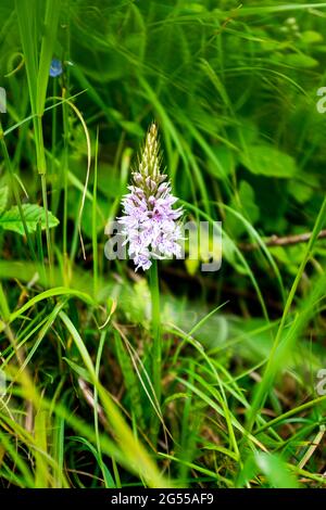 Vue sur le parc national de South Downs près de Ditchling Beacon - Orchid à pois - Dactylorhiza fuchsii Banque D'Images