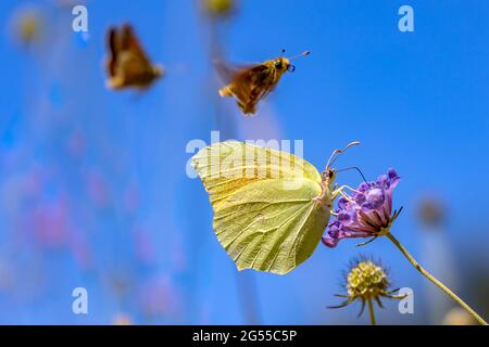 Le papillon Cleopatra (Gonepteryx cleopatra) se nourrissant du nectar de la fleur. Scène sauvage dans la nature de l'Europe. France Banque D'Images