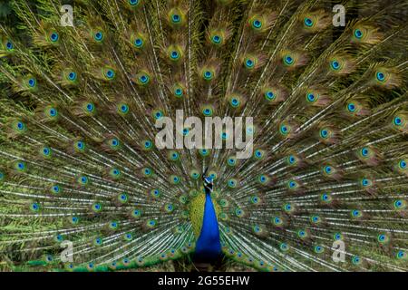 Paon indien Banque D'Images