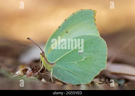 Brimstone Gonepteryx rhamni (commune) Banque D'Images