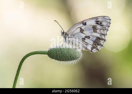 Blanc marbré ibérique (Melanargia lachesis) Banque D'Images