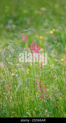 Beau rouge parmi la longue herbe verte le trisel commun de mouton (Rumex acetosella) Banque D'Images