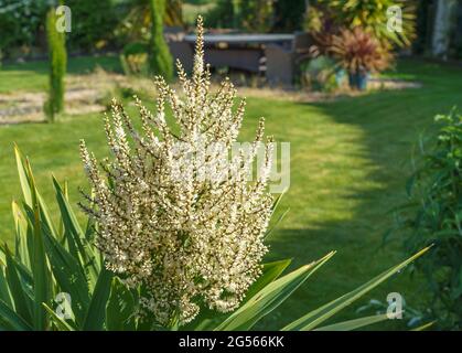 Tête de fleur émergeant sur une cordyline australis, communément connue sous le nom de chou, chou-palme ou tī kōuka Banque D'Images