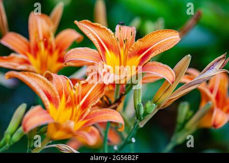 Détail des fleurs Lilium orange dans la nature au coucher du soleil Banque D'Images