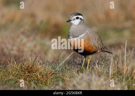 Une femelle adulte de Dotterel eurasien (Charadrius morinellus) dans le plumage de reproduction au poste de migration traditionnel de Pendle Hill, Lancashire, Royaume-Uni Banque D'Images