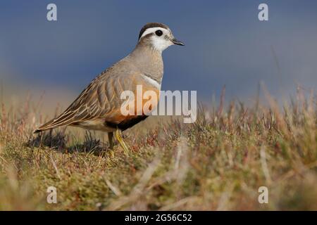 Une femelle adulte de Dotterel eurasien (Charadrius morinellus) dans le plumage de reproduction au poste de migration traditionnel de Pendle Hill, Lancashire, Royaume-Uni Banque D'Images