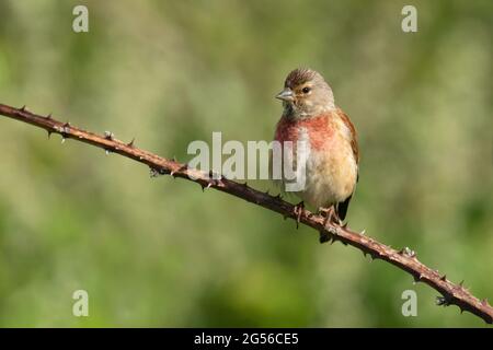 Linnet commun mâle - Linaria cannabina Banque D'Images