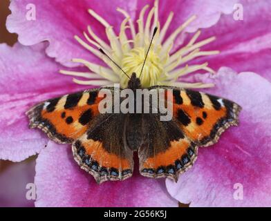 Petit papillon Tortoiseshell sur fleur rose Banque D'Images