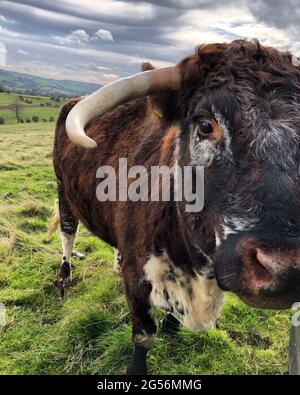 Bull sur Farm Safari au Thornton Hall Country Park, Skipton Banque D'Images