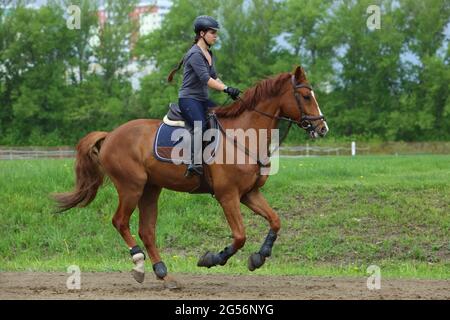 Fille modèle équestre équitation sportive dressage cheval dans les champs d'été Banque D'Images