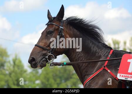 Portrait d'un cheval trotter de race marron Banque D'Images