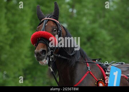 Portrait d'un cheval trotter de race marron Banque D'Images