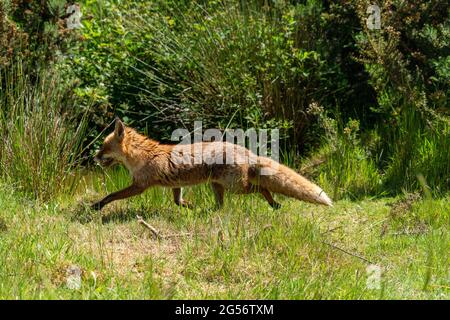 Renard britannique rouge dans un champ par une journée ensoleillée Banque D'Images