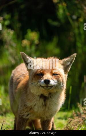 Renard britannique rouge dans un champ par une journée ensoleillée Banque D'Images