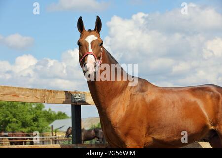 Le jeune étalon de la baie aristocratique du cheval Akhal Teke, originaire du Turkménistan, se tient dans un enclos, des poteaux en bois Banque D'Images