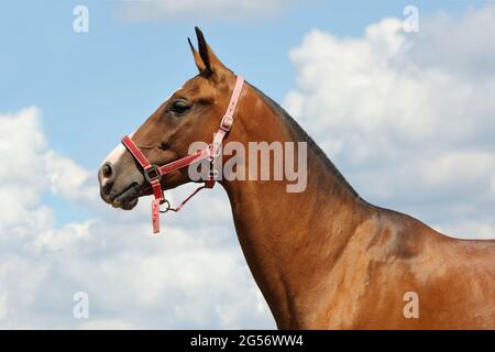 Le jeune étalon de la baie aristocratique du cheval Akhal Teke, originaire du Turkménistan, se tient dans un enclos, des poteaux en bois Banque D'Images