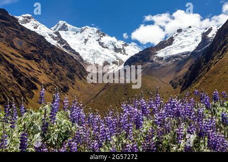 Mont Saksarayuq avec fleurs de Lupinus, montagnes des Andes, sentier de randonnée de Choquequirao près de Machu Picchu, sentier de l'Inca, région de Cuzco ou Cusco au Pérou Banque D'Images