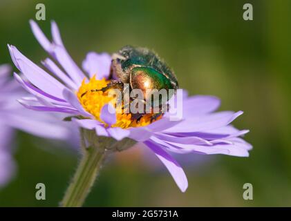 chamater de fleur de rose verte en latin cetonia aurata - insecte fleurs assises et pollinisées Banque D'Images