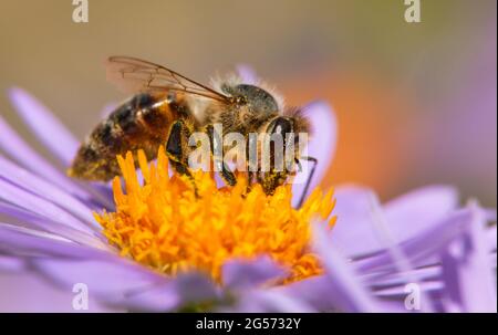 Détail de l'abeille ou de l'abeille en latin APIs mellifera, abeille européenne ou occidentale assise sur la violette jaune violet ou fleur bleue Banque D'Images