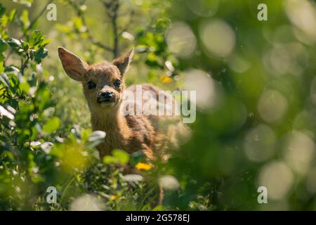 Un petit cerf de Virginie mignon marche parmi les buissons sur un terrain vert et attend la mère Un cerf de Virginie peche curieusement hors des buissons dans un pré Banque D'Images