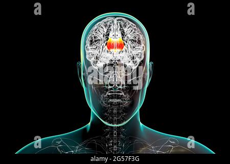 Cerveau humain avec corps calleux mis en évidence, illustration Banque D'Images