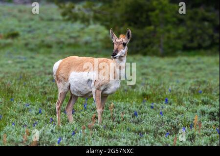 Antilope dans le champ des fleurs sauvages, Tetons Wyoming Banque D'Images
