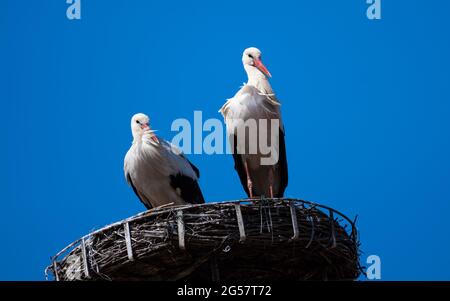 Couple de White Stork (Ciconia ciconia) sur le toit Nest Banque D'Images