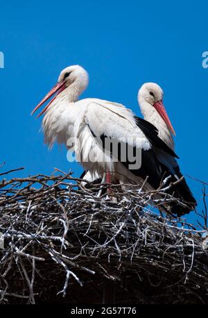 Couple de White Stork (Ciconia ciconia) sur le toit Nest Banque D'Images