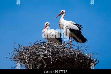 Couple de White Stork (Ciconia ciconia) sur le toit Nest Banque D'Images