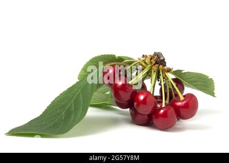 Branche de cerises mûres savoureuses avec des feuilles sur fond blanc Banque D'Images