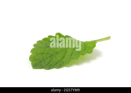 Feuille de menthe humide isolée sur fond blanc. Plante à ajouter aux boissons fraîches sans alcool et alcoolisées Banque D'Images