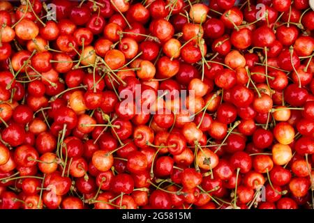 Cerises douces, vue de dessus, fond de baies fraîches Banque D'Images