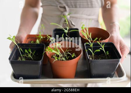 Gros plan de la femme tenant le plateau avec de petits pots avec des semis Banque D'Images