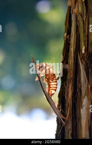 Brood X cicada exosquelette sur l'écorce de l'arbre avec fond vert Banque D'Images