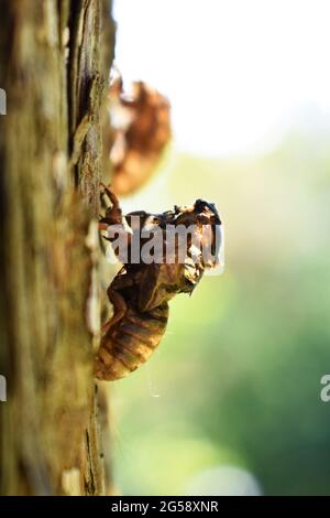 Brood X cicada. Échec de l'émergence de l'exosquelette. Banque D'Images