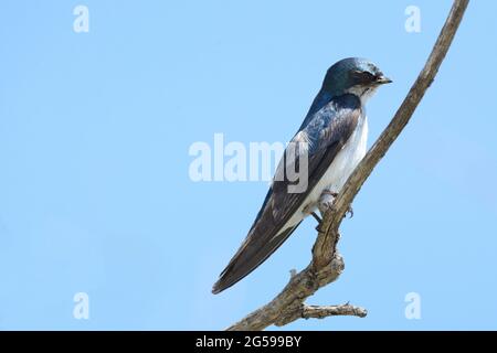 Oiseau hirondelle ou tachycineta bicolore perché sur la branche contre le ciel bleu clair Banque D'Images