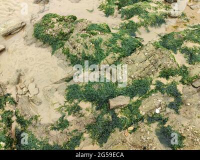 l'algue verte couvre les pierres de la plage près de la mer Banque D'Images